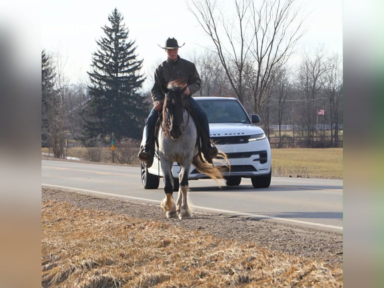 American Paint Horse Mare 3 years 14 hh Roan-Blue in Howell