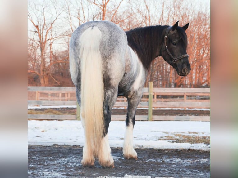 American Paint Horse Mare 3 years 14 hh Roan-Blue in Howell