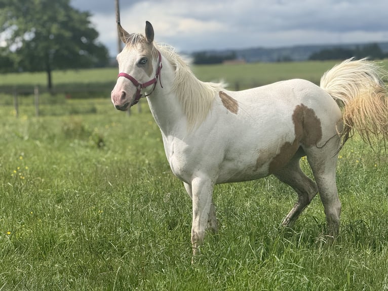 American Paint Horse Mare 3 years 14 hh Tobiano-all-colors in Thodure