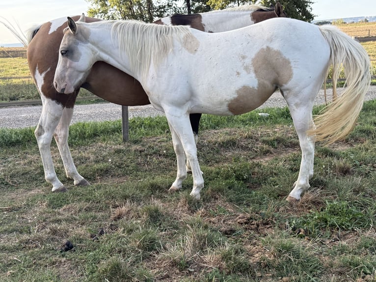American Paint Horse Mare 3 years 14 hh Tobiano-all-colors in Thodure