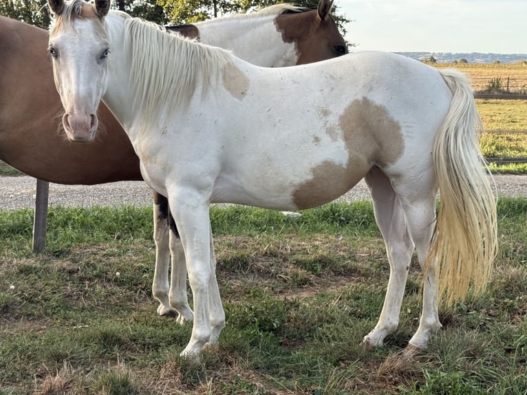 American Paint Horse Mare 3 years 14 hh Tobiano-all-colors in Thodure