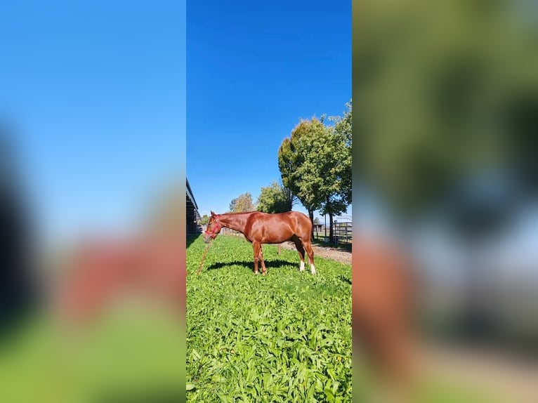 American Paint Horse Mare 3 years 14,1 hh Chestnut-Red in Asola