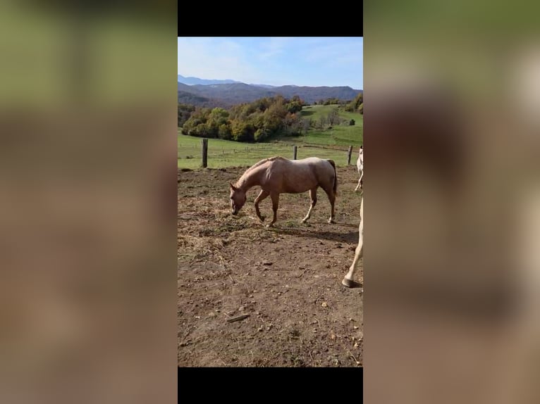 American Paint Horse Mare 3 years 14,2 hh Rabicano in Spodnji ivanjci