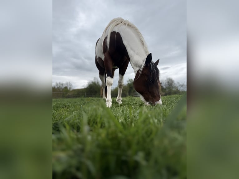 American Paint Horse Mare 3 years 14,2 hh Tobiano-all-colors in Wemding