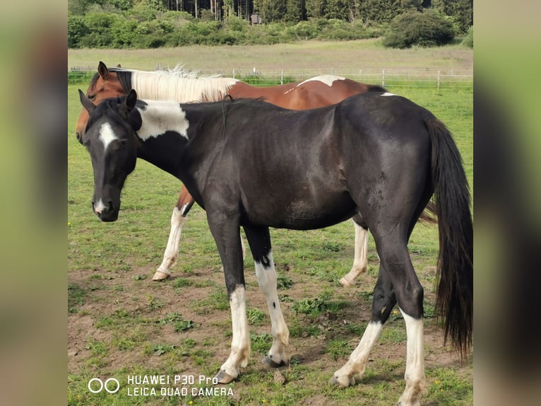 American Paint Horse Mare 3 years 14,2 hh Tobiano-all-colors in betteldorf