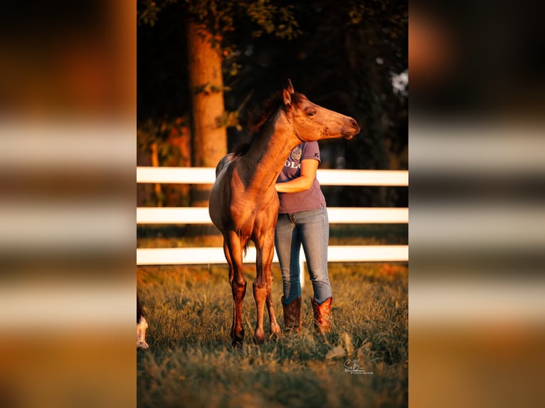 American Paint Horse Mix Mare 3 years 15.1 hh Buckskin in Oberhausen