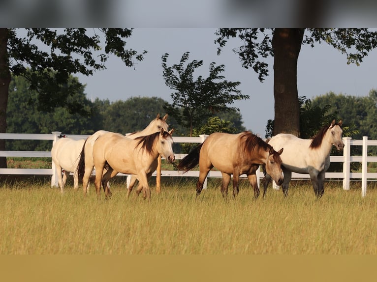 American Paint Horse Mix Mare 3 years 15.1 hh Buckskin in Oberhausen