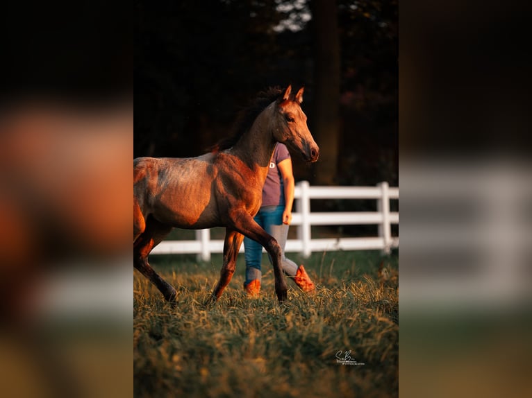 American Paint Horse Mix Mare 3 years 15.1 hh Buckskin in Oberhausen