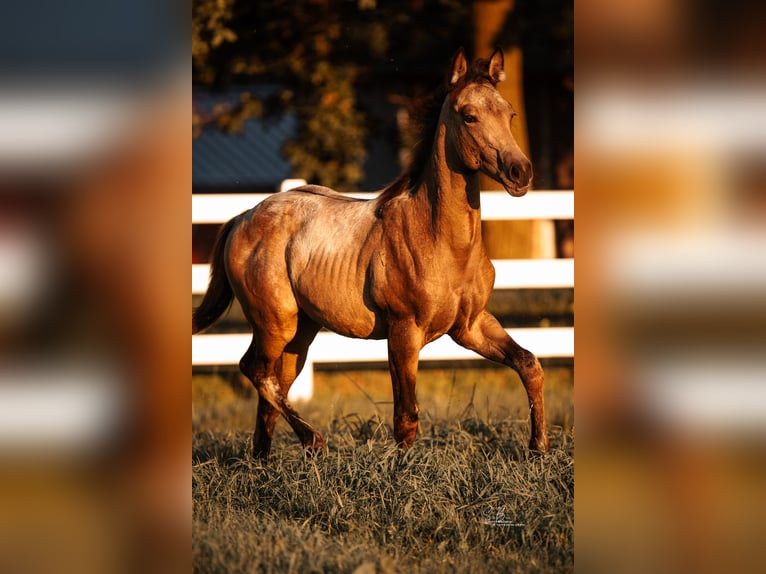 American Paint Horse Mix Mare 3 years 15.1 hh Buckskin in Oberhausen