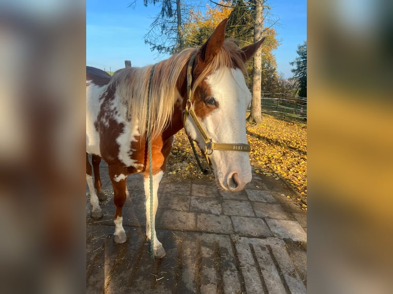 American Paint Horse Mix Mare 3 years 15.1 hh Overo-all-colors in Zembschen