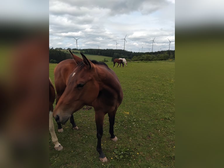 American Paint Horse Mare 3 years 15.2 hh Bay-Dark in Hellenthal