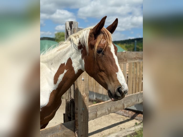 American Paint Horse Mix Mare 3 years 15.3 hh Pinto in Schattendorf