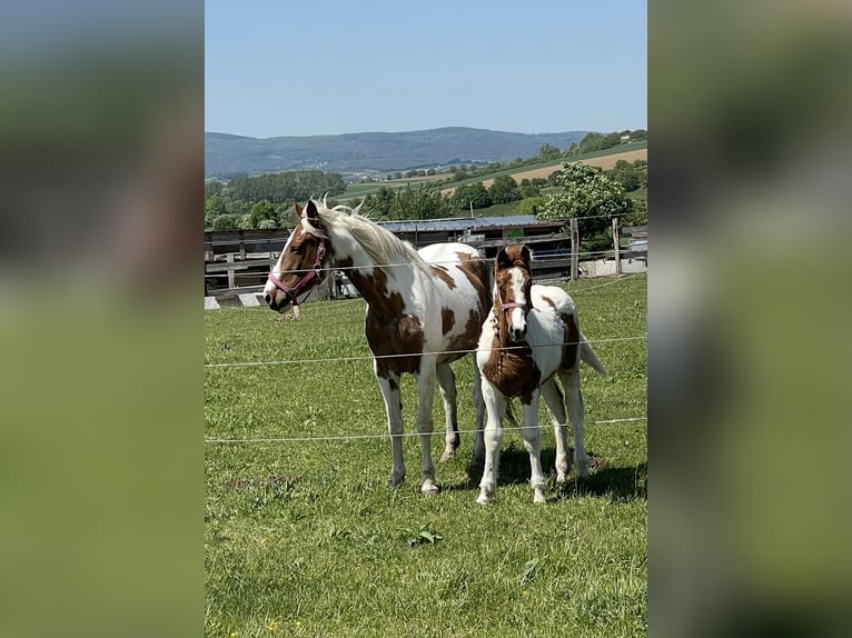 American Paint Horse Mix Mare 3 years 15.3 hh Pinto in Schattendorf