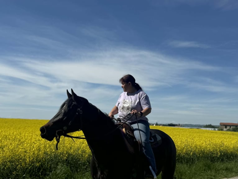 American Paint Horse Mare 3 years 15 hh Bay-Dark in Thodure