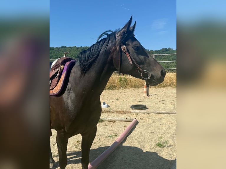 American Paint Horse Mare 3 years 15 hh Bay-Dark in Thodure