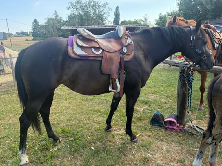 American Paint Horse Mare 3 years 15 hh Bay-Dark in Thodure