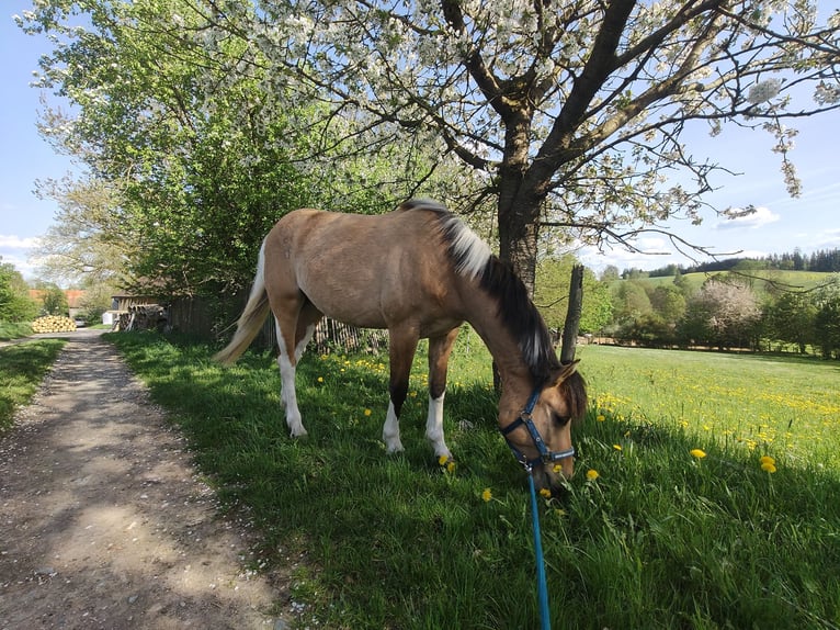 American Paint Horse Mix Mare 3 years 15 hh Buckskin in Münchberg