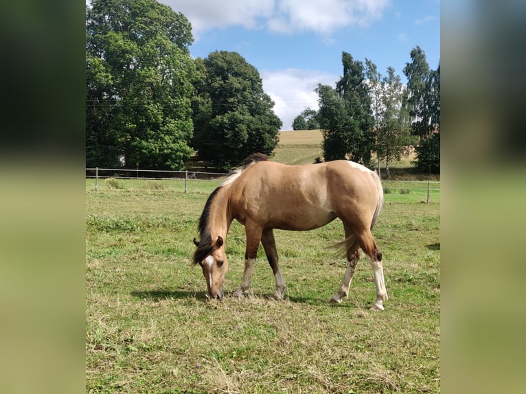 American Paint Horse Mix Mare 3 years 15 hh Buckskin in Münchberg