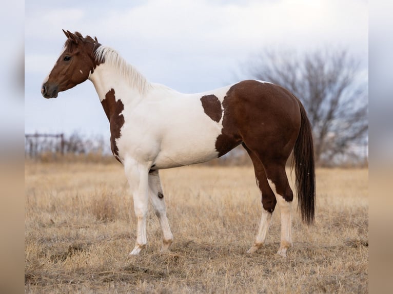 American Paint Horse Mare 3 years 15 hh Pinto in Edmond