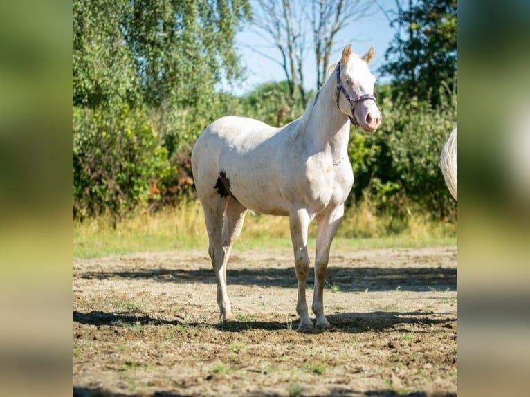 American Paint Horse Mare 3 years 15 hh Pinto in Danstedt