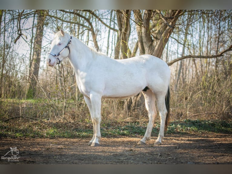 American Paint Horse Mare 3 years 15 hh Pinto in Danstedt