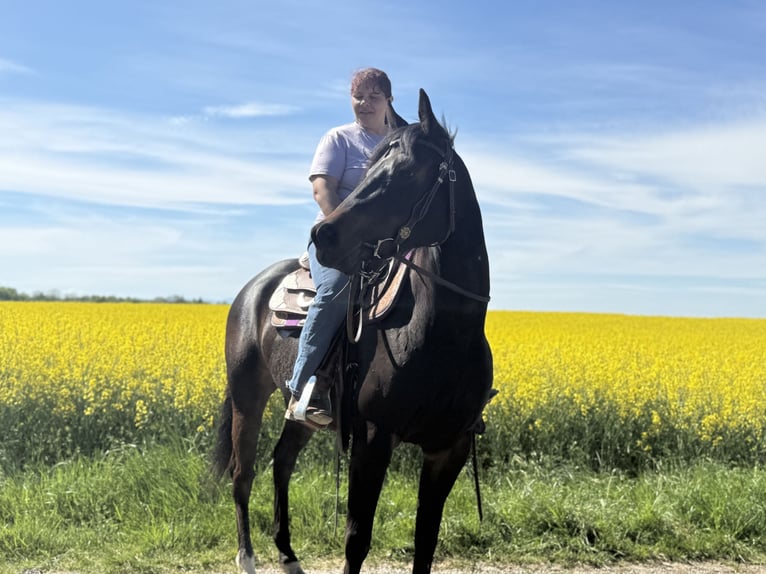 American Paint Horse Mare 3 years 15 hh Smoky-Black in Thodure