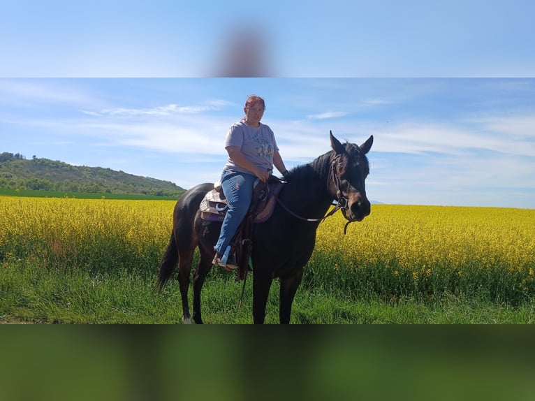 American Paint Horse Mare 3 years 15 hh Smoky-Black in Thodure