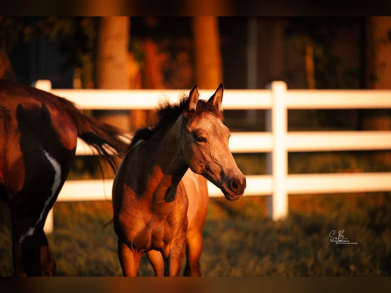 American Paint Horse Mix Mare 3 years 15,1 hh Buckskin in Oberhausen