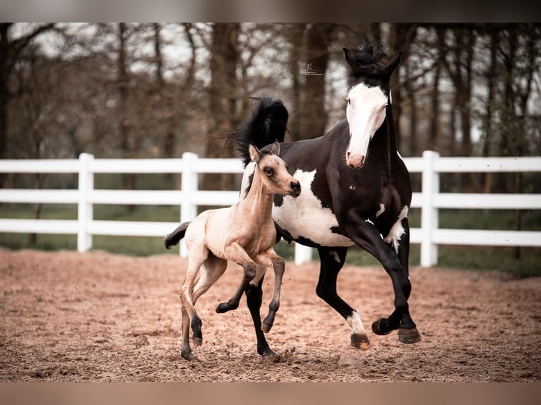 American Paint Horse Mix Mare 3 years 15,1 hh Buckskin in Oberhausen
