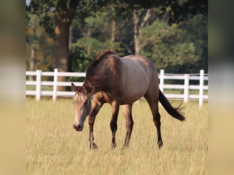 American Paint Horse Mix Mare 3 years 15,1 hh Buckskin in Oberhausen
