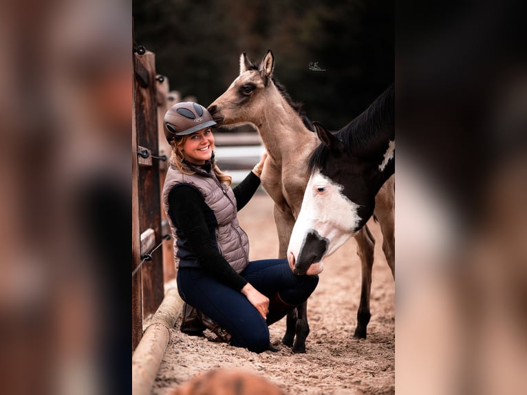 American Paint Horse Mix Mare 3 years 15,1 hh Buckskin in Oberhausen