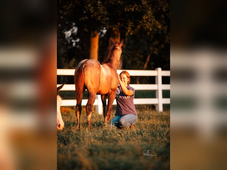 American Paint Horse Mix Mare 3 years 15,1 hh Buckskin in Oberhausen