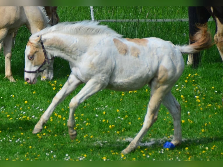 American Paint Horse Mare 3 years 15,1 hh Champagne in Buchbach