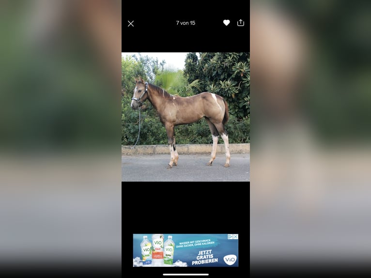 American Paint Horse Mare 3 years 15,1 hh Tobiano-all-colors in Steinsfeld