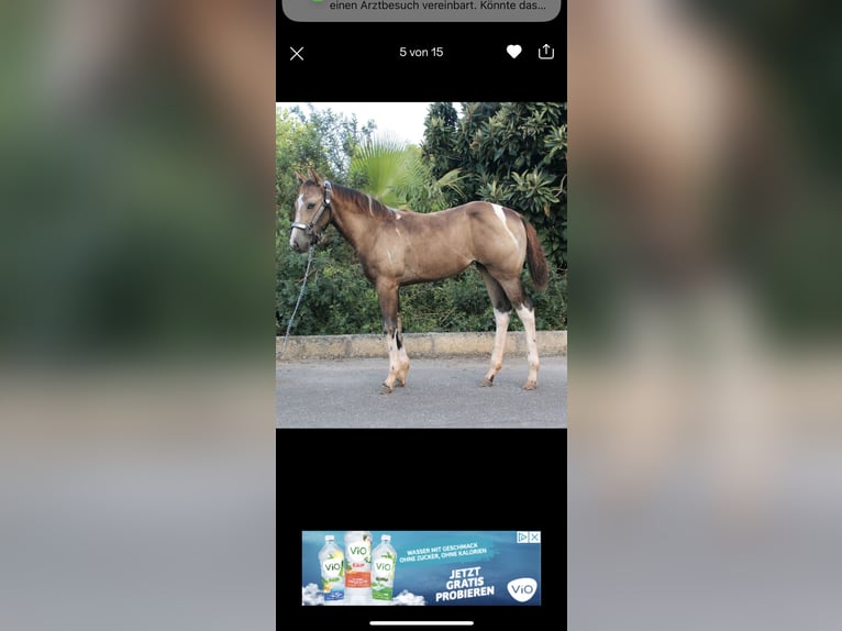 American Paint Horse Mare 3 years 15,1 hh Tobiano-all-colors in Steinsfeld