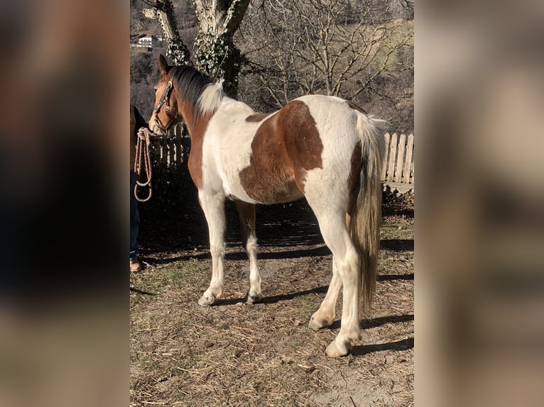 American Paint Horse Mix Mare 3 years 15,1 hh Tobiano-all-colors in Walte