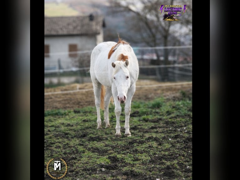 American Paint Horse Mare 3 years Sorrel in Italy