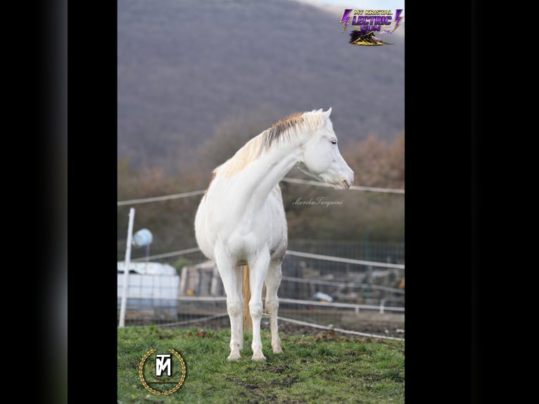 American Paint Horse Mare 3 years Sorrel in Italy