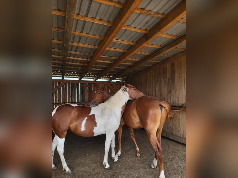 American Paint Horse Mare 3 years Tobiano-all-colors in Rheinfelden