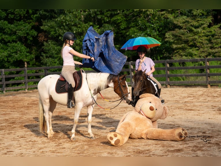 American Paint Horse Mare 4 years 13,2 hh Pinto in Clover