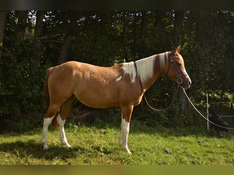 American Paint Horse Mare 4 years 14.1 hh Tobiano-all-colors in Bommert