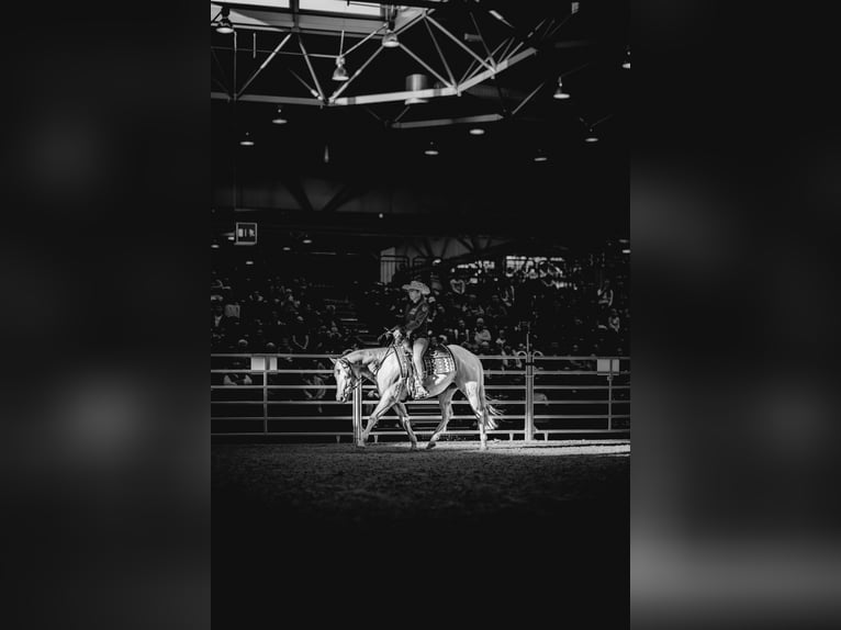 American Paint Horse Mare 4 years 14.2 hh  in Falkenstein/Vogtland