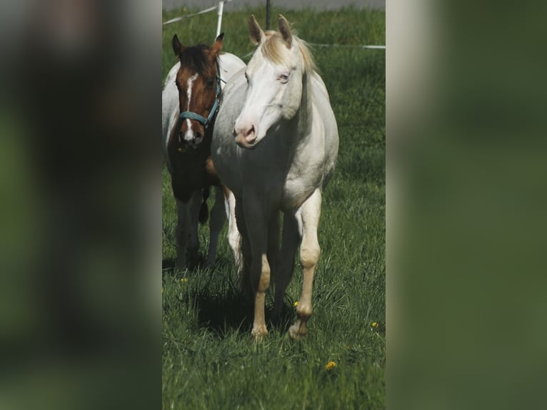 American Paint Horse Mare 4 years 14.2 hh Perlino in Warburg