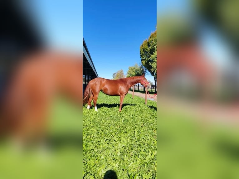 American Paint Horse Mare 4 years 14,1 hh Chestnut-Red in Asola