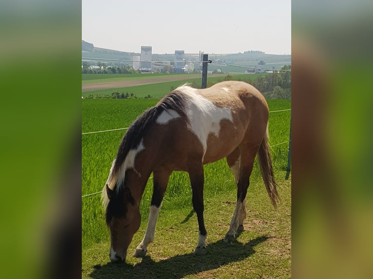 American Paint Horse Mare 4 years 14,1 hh Tobiano-all-colors in Mistelbach