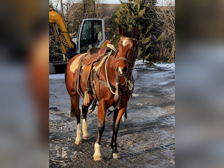 American Paint Horse Mare 4 years 14,2 hh Brown in Freidorf