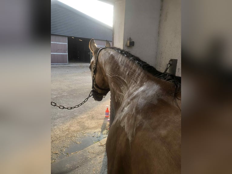 American Paint Horse Mare 4 years 14,2 hh Buckskin in Ede