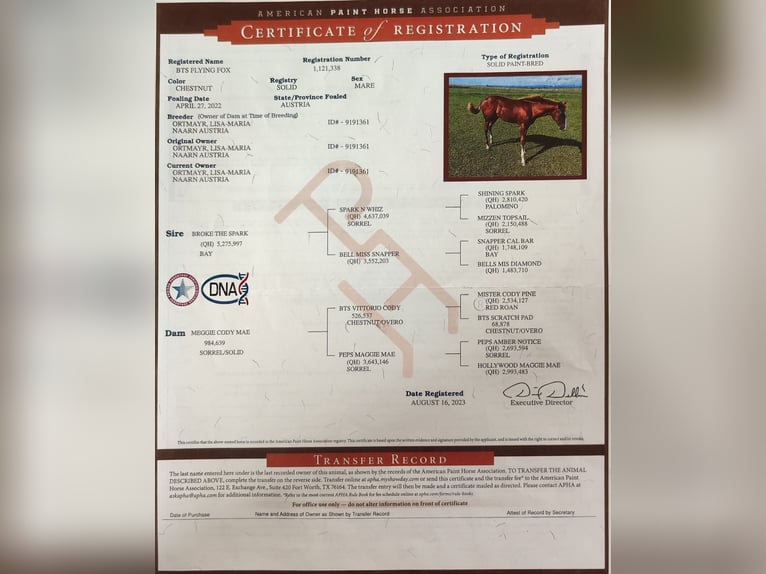 American Paint Horse Mare 4 years 14,2 hh Chestnut in Mitterkirchen