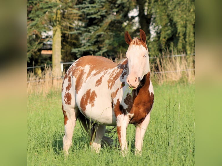 American Paint Horse Mare 4 years 14,2 hh Overo-all-colors in Bautzen