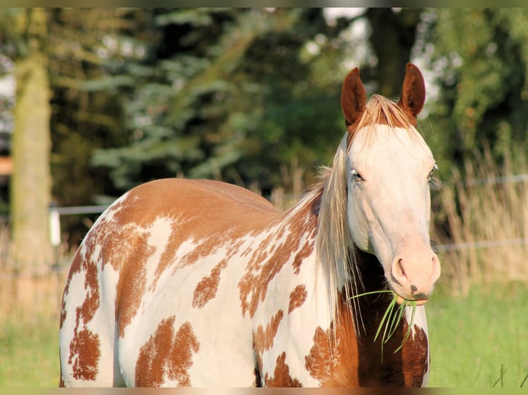 American Paint Horse Mare 4 years 14,2 hh Overo-all-colors in Bautzen